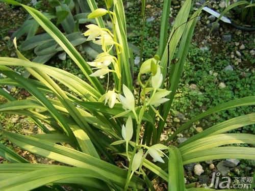 兰花花语 兰花花语大全