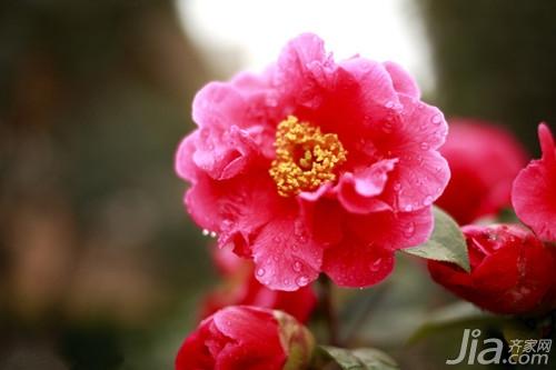 山茶花居室搭配  山茶花图片欣赏