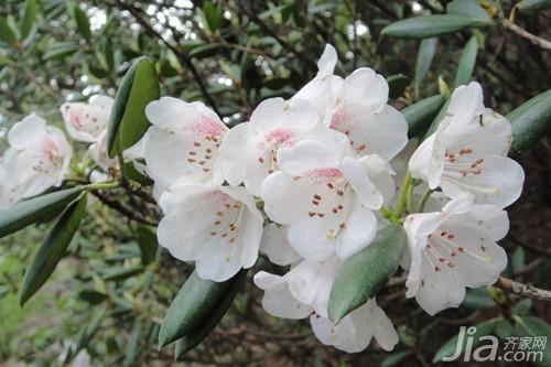 山茶花居室搭配  山茶花图片欣赏