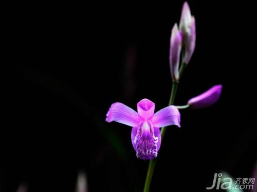 白芨图片欣赏 白芨的作用及选购方法介绍