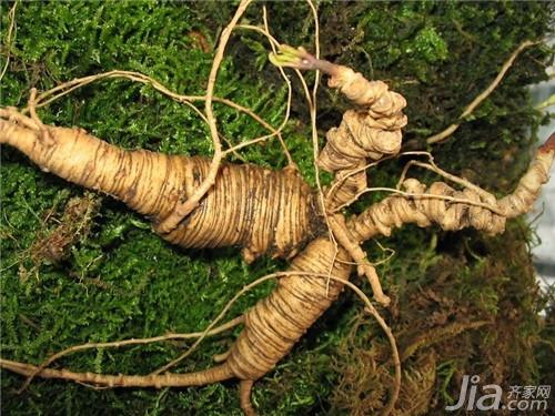 西洋参片的功效与作用及食用方法全面解析