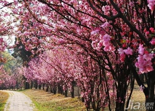 海棠花怎么养 海棠花的养殖方法