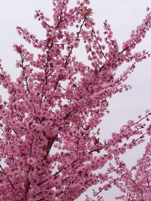 海棠花的种类 海棠花图片欣赏大全