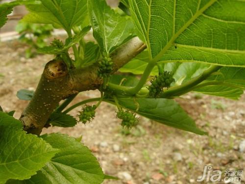 桑树种植方法 桑树图片欣赏