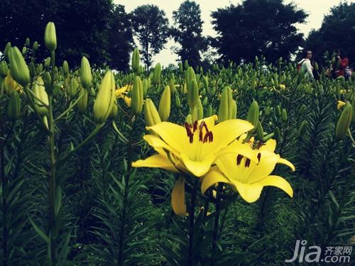 如何种植百合花 百合花种植方法介绍