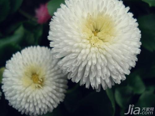 白菊花图片欣赏 白菊花简介