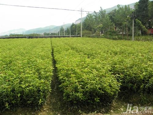 桂花树种植技术 桂花树种类及价格