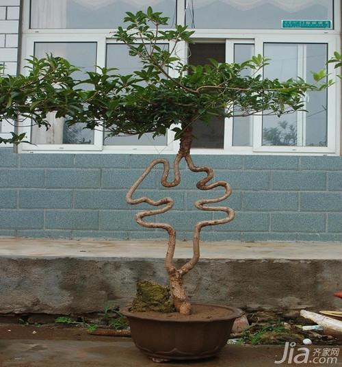 桂花树种植技术 桂花树种类及价格