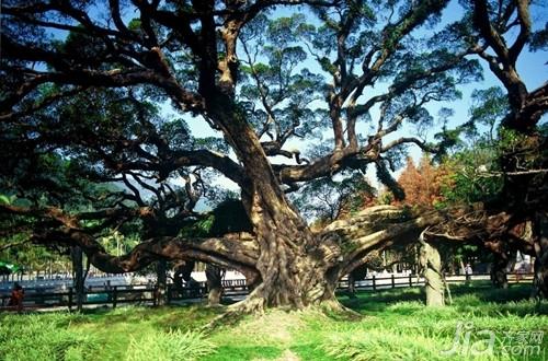 榕树种植方法 榕树怎么养