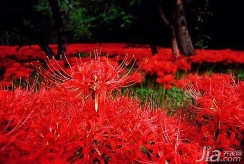 彼岸花的花语 关于彼岸花的图片欣赏 