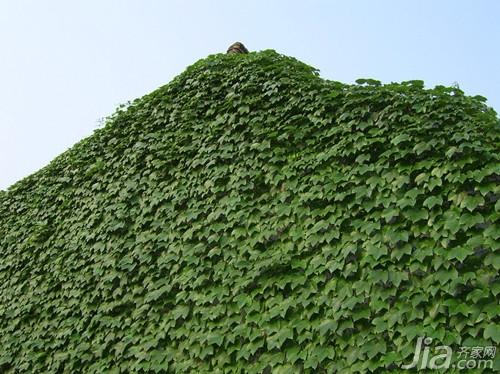 爬山虎怎么种 爬山虎的资料