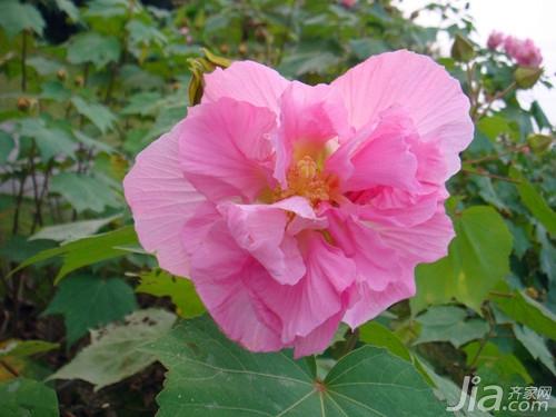 芙蓉花怎么养 芙蓉花图片欣赏