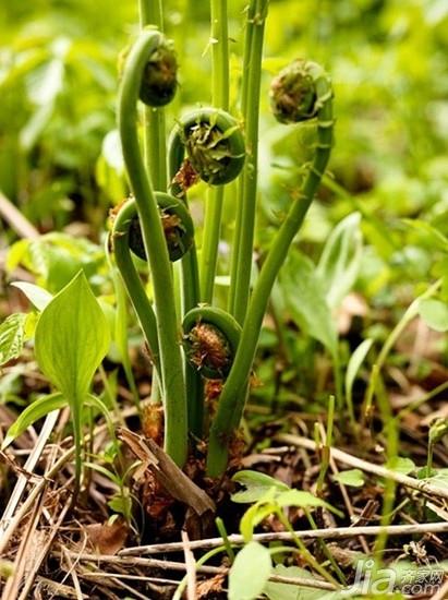 蕨类植物怎么养 蕨类植物有哪些