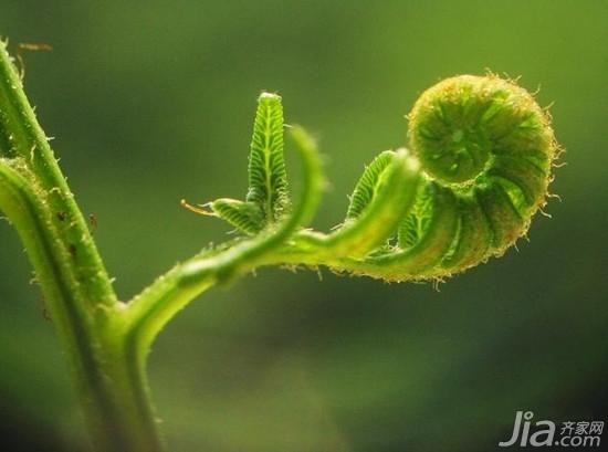 蕨类植物怎么养 蕨类植物有哪些