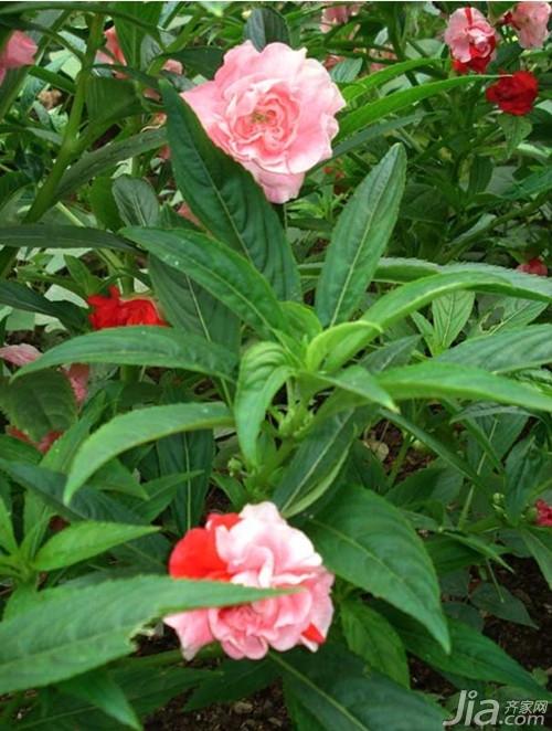 凤仙花种子怎么种 凤仙花种子图片欣赏