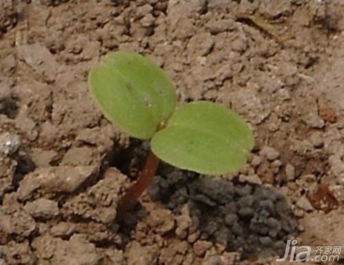 凤仙花的生长过程 凤仙花的种植(栽培)方法