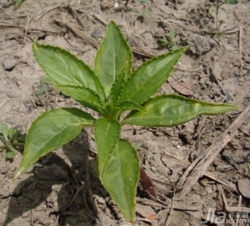 凤仙花的生长过程 凤仙花的种植(栽培)方法