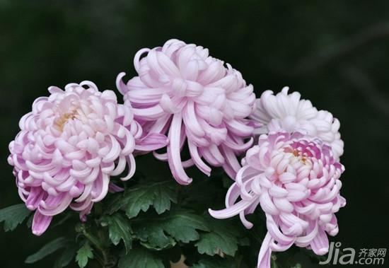 菊花的资料介绍 菊花图片大全