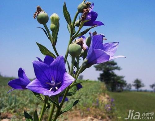 桔梗花的花语 桔梗花的传说 桔梗花图片