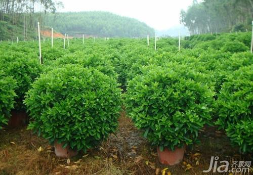 非洲茉莉掉叶子怎么办 非洲茉莉掉叶子的原因及防治方法