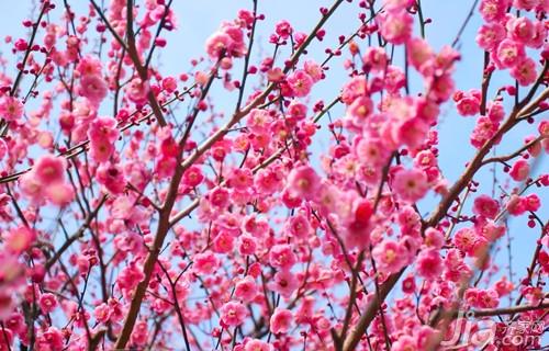 梅花的象征意义 梅花图片欣赏