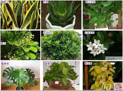 净化空气的室内植物