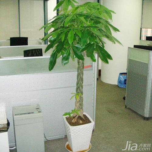 室内植物摆放风水 室内植物摆放需注意哪些