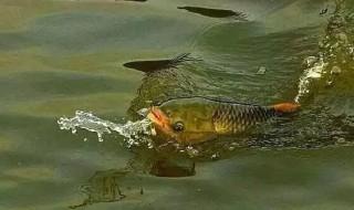 玉米钓鲤鱼的方法 学会一个鱼篓装不下
